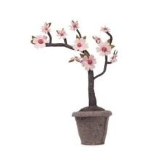 Διακοσμητικό Φυτό Blossom  Neonato Bebe